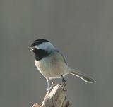 Black-capped chickadee
